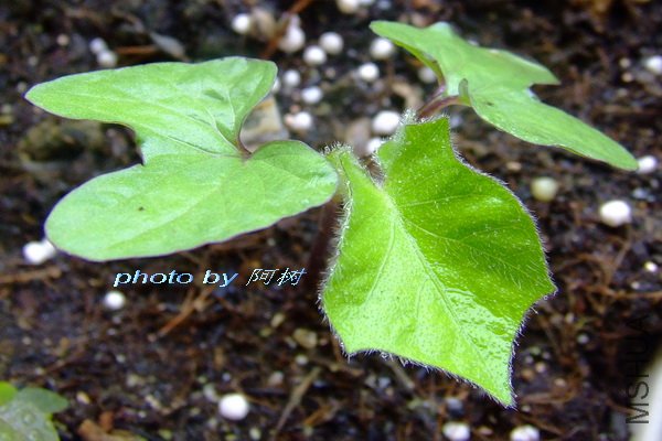 ����֮�� 7.jpg