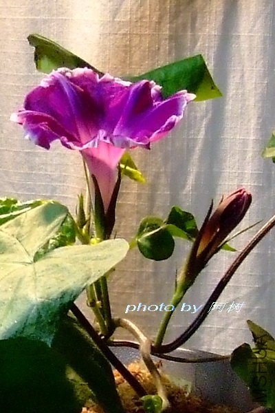 ����֮�� 4.jpg