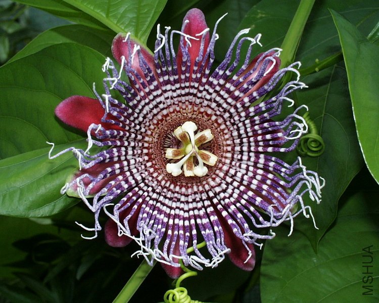 Passiflora_��_decaisneana_(1).jpg