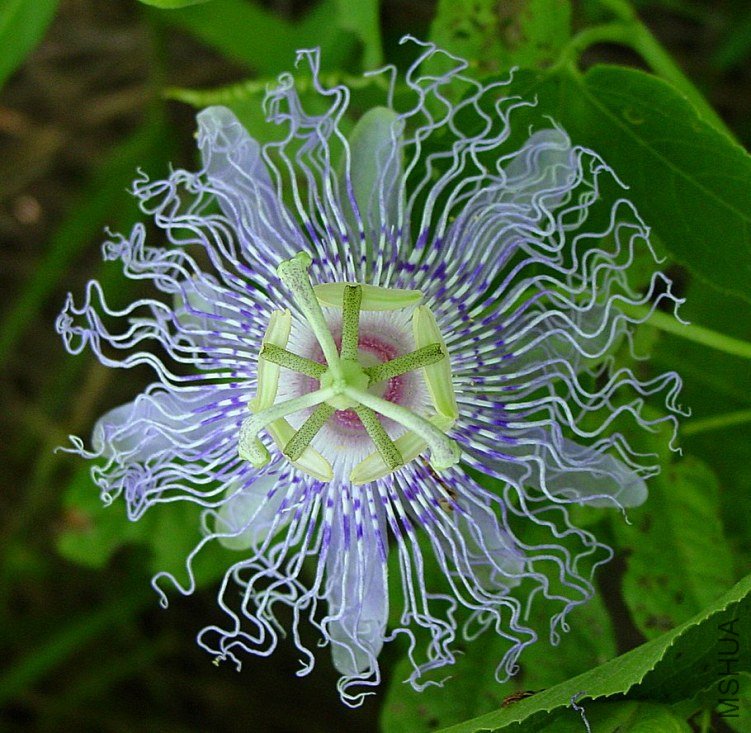 Passiflora_incarnata.jpg