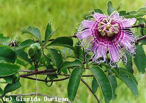 Passiflora_incarnata_p2jpg.jpg