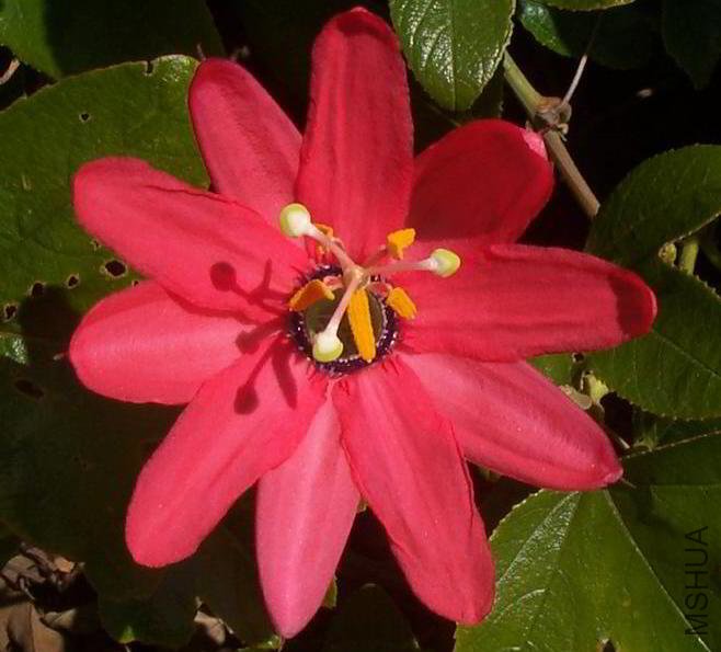 Passiflora_jamesonii_thumb.jpg