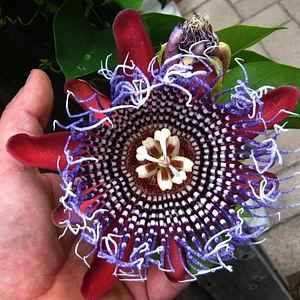 Passiflora_PurpleTiger.jpg