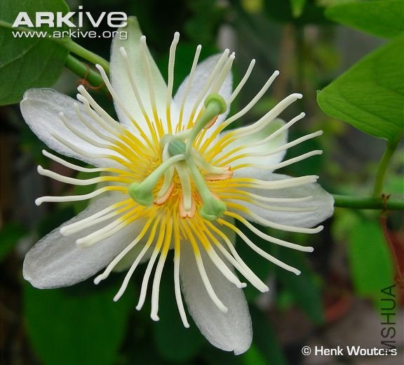 Passion-flower.jpg