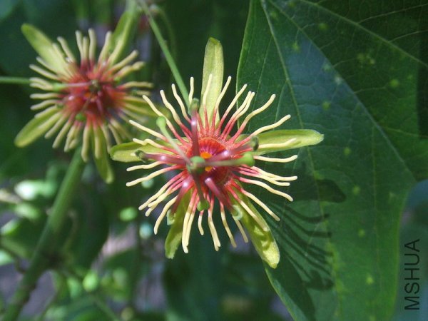 passiflora-jorrulensis.jpg