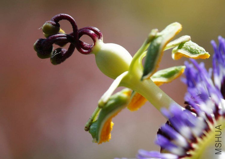Passiflora-Flower-Macrophotography-Passiflora_caerulea.jpg