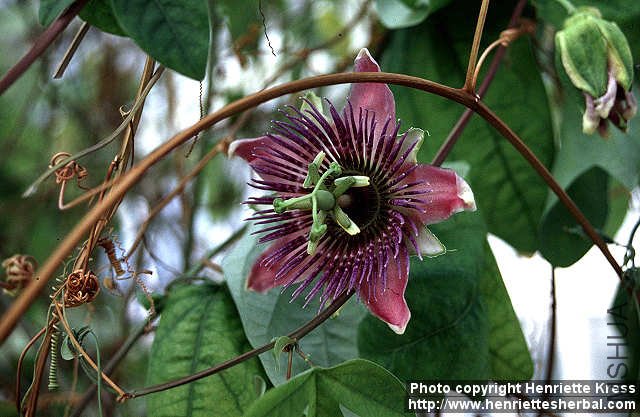 passiflora-caerulea.jpg
