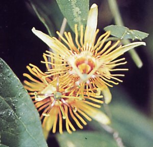 passiflora_sunburst_1.jpg
