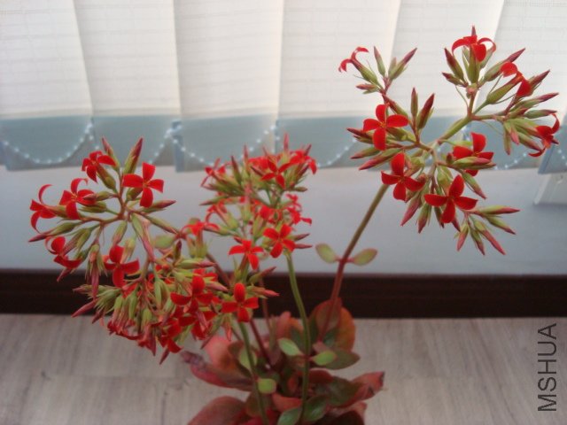 DSC04530.JPG