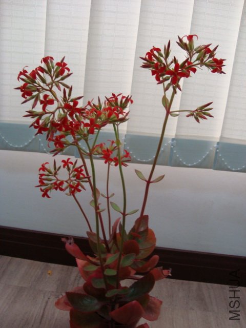 DSC04531.jpg