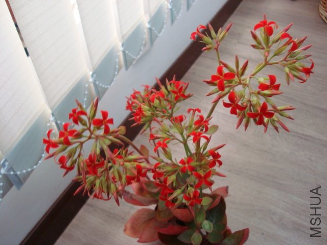 DSC04533.JPG