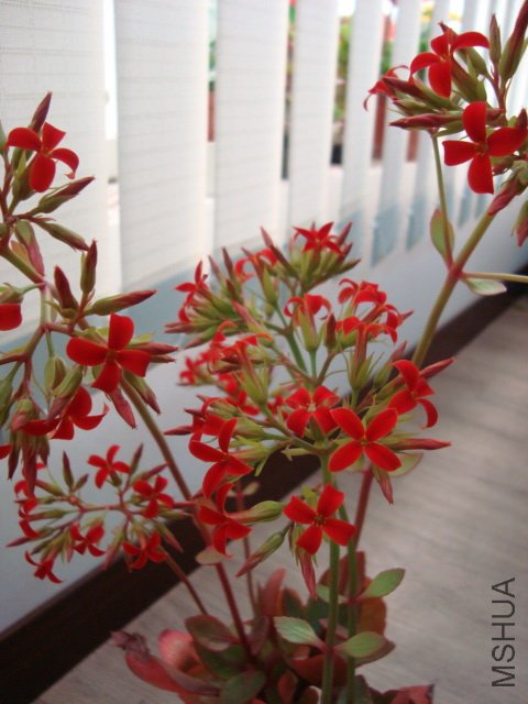 DSC04538.jpg