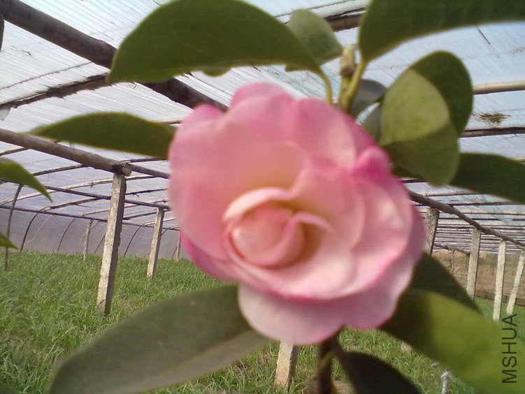 20120308225.jpg