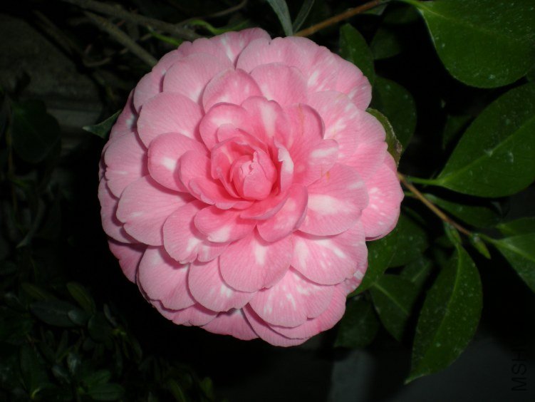 ����ɯ��֯Ů2