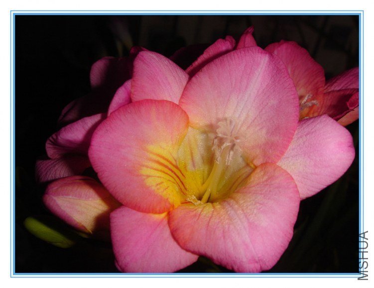 silver pink 004_����.jpg
