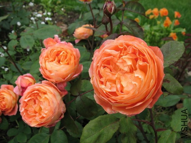 ���꺺�ܶ��ٷ���2 of ��ݱ.jpg