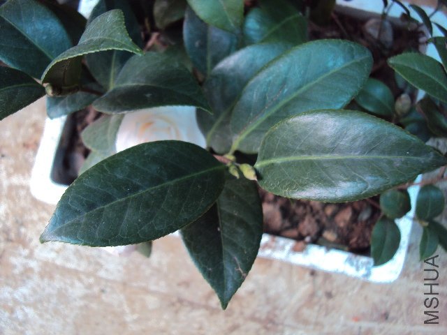 DSC05554.JPG