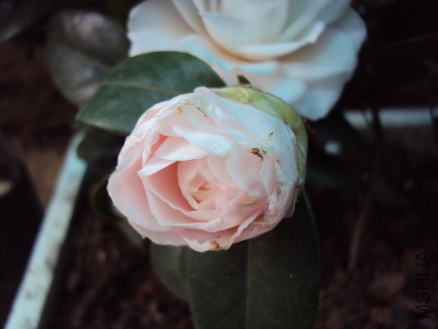 DSC05552.JPG