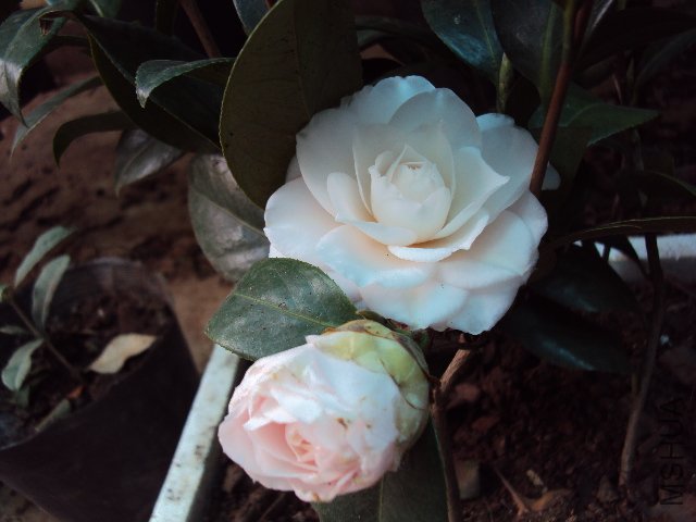 DSC05553.JPG