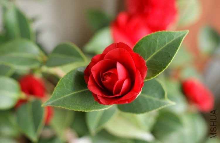 QQ��ͼ20120310211434.jpg
