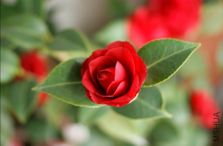QQ��ͼ20120310211454.jpg