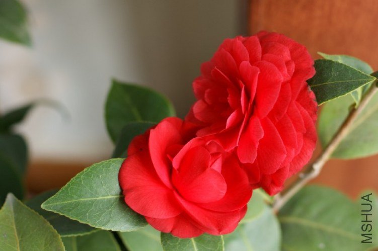 QQ��ͼ20120310211844.jpg