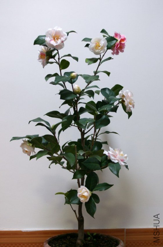 QQ��ͼ20120310214108.jpg