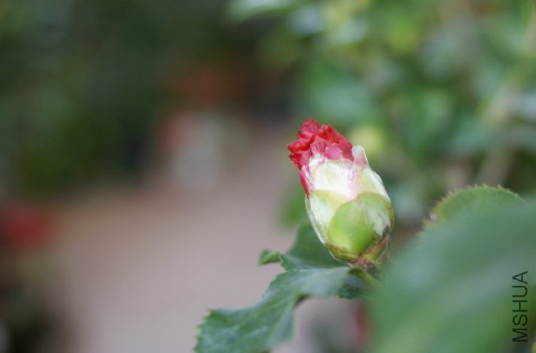 QQ��ͼ20120310214126.jpg