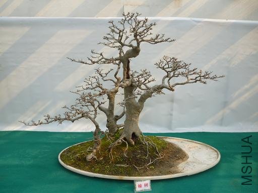 P1000730.JPG