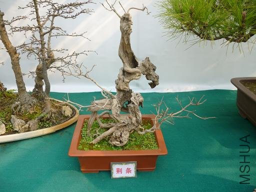 P1000731.JPG