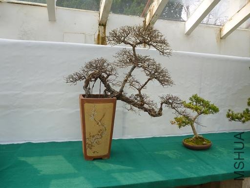 P1000733.JPG