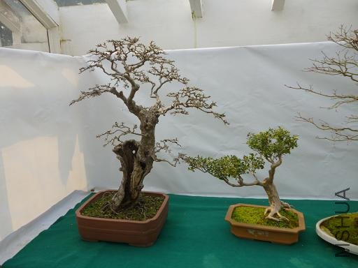 P1000737.JPG