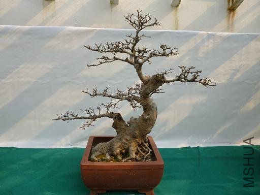 P1000739.JPG