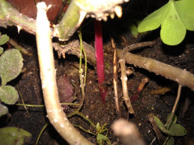 IMAG0613.jpg