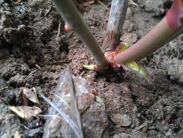 IMAG0622.JPG