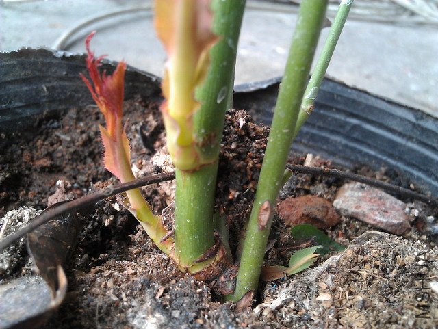 IMAG0623.JPG