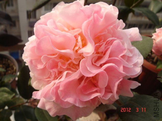 DSC06605.JPG