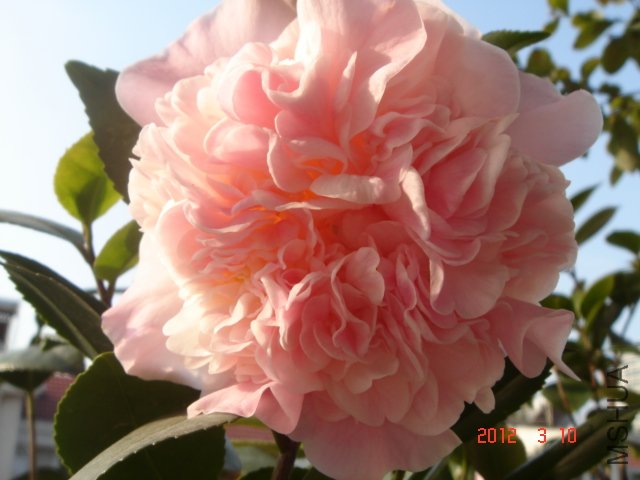 DSC06518.JPG