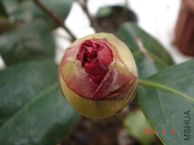 DSC06473.JPG