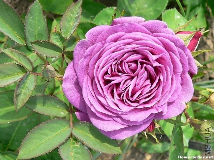 ���ٿ�³ķõ�壨Heidi Klum Rose��.jpg