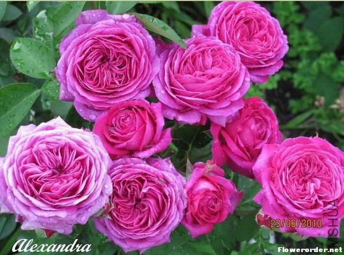 ���ٿ�³ķõ�壨Heidi Klum Rose��1.jpg