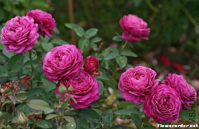 ���ٿ�³ķõ�壨Heidi Klum Rose��2.jpg