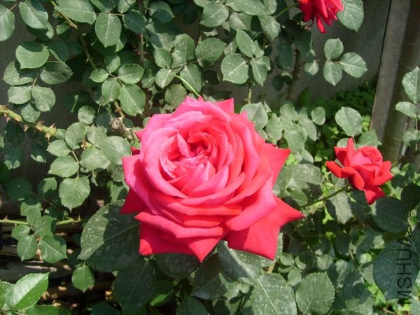 S7003.jpg