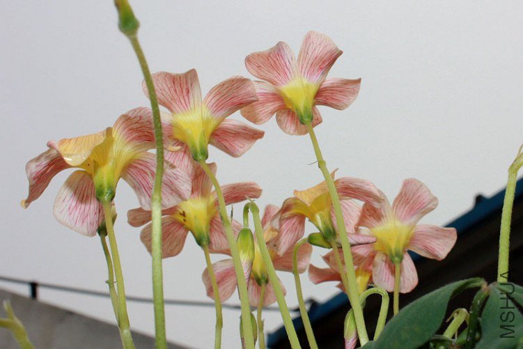 pale tangerine back.jpg