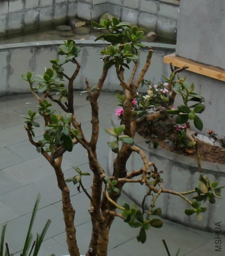 P1000629.jpg
