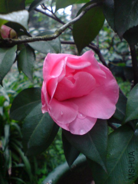 DSC06515.JPG