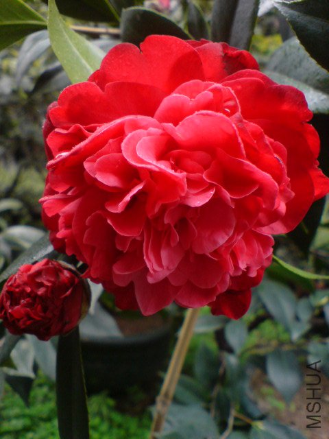 DSC00683.JPG