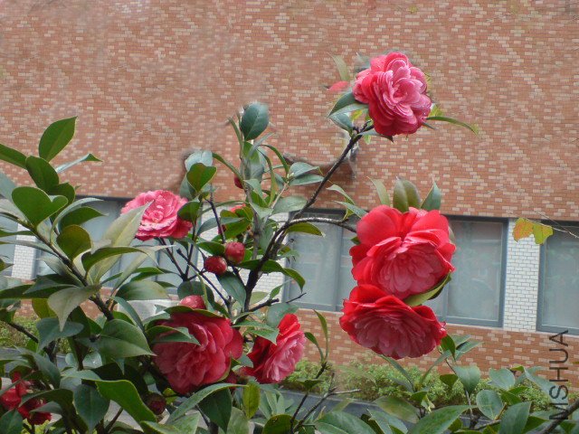 DSC06516.jpg