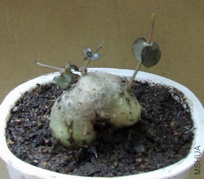 DSCF3002.JPG