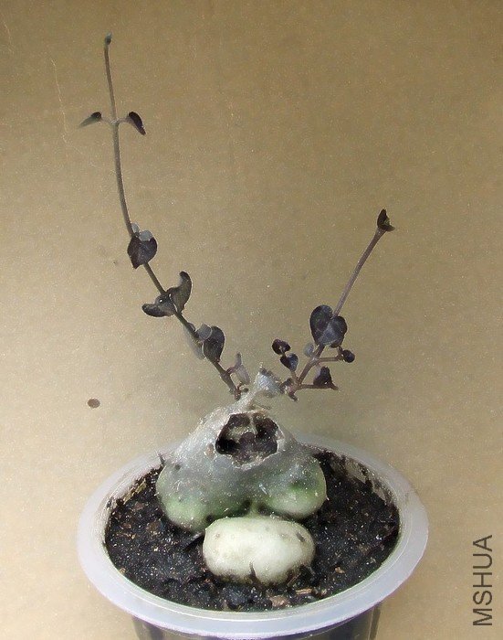 DSCF3007.JPG